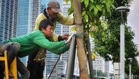 Pohon tabebuya yang masih muda diberi penyangga besi supaya tidak tumbang di musim penghujan.