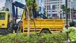 Perawatan Pohon Tabebuya yang Bikin Cantik Kota
