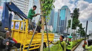 Perawatan Pohon Tabebuya yang Bikin Cantik Kota
