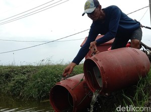 Menengok Kampung Budidaya Ikan Nila di Indramayu, Sekali Panen 2 Ton