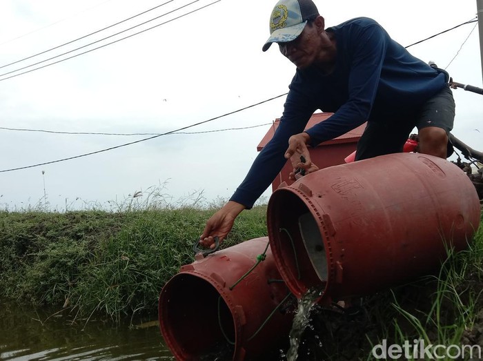 Petambak Menebar Bibit Ikan Nila di Indramayu