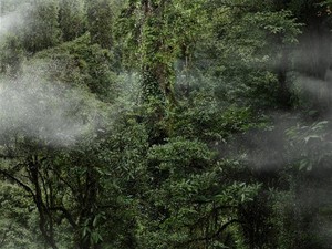 Baru Ditemukan! Ini Pohon Tertinggi di China, Tingginya Capai 83 M