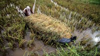 Para petani di Desa Meunje, Aceh Utara, terpaksa melakukan panen padi lebih awal.
