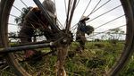 Potret Petani Panen Padi di Tengah Banjir