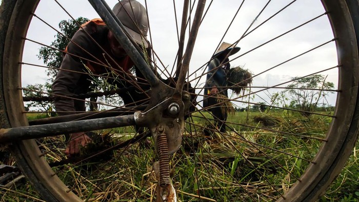 Petani menjemur padi yang di panen paksa akibat terendam banjir di Desa Meunje, Aceh Utara, Aceh, Kamis (13/10/2022). Data Dinas Pertanian dan Pangan Kabupaten Aceh Utara menyebutkan, banjir besar yang melanda Aceh Utara telah merendam 4.901 hektare areal persawahan, seluas 259 hektar padi siap panen dipastikan puso sehingga petani gagal panen. ANTARA FOTO/Rahmad/foc.