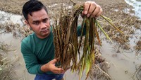 Petani menunjukkan padi miliknya yang sudah busuk jelang masa panen akibat terendam banjir di Desa Meunje, Aceh Utara, Aceh, Kamis (13/10/2022).