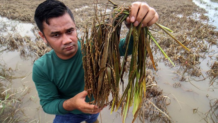 Potret Petani Panen Padi di Tengah Banjir Petani menjemur padi yang di panen paksa akibat terendam banjir di Desa Meunje, Aceh Utara, Aceh, Kamis (13/10/2022). Data Dinas Pertanian dan Pangan Kabupaten Aceh Utara menyebutkan, banjir besar yang melanda Aceh Utara telah merendam 4.901 hektare areal persawahan, seluas 259 hektar padi siap panen dipastikan puso sehingga petani gagal panen. ANTARA FOTO/Rahmad/foc.