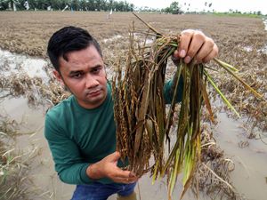 Potret Petani Panen Padi di Tengah Banjir