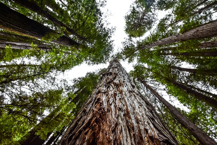 Taman Nasional Redwood California