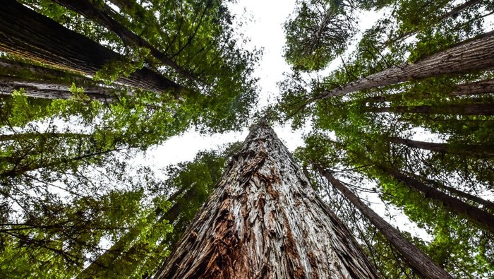 Taman Nasional Redwood California