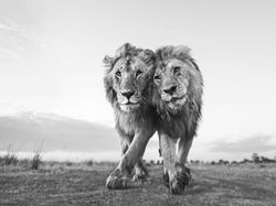 Karya Juara Kontes Foto Cagar Alam Bikin Terpana, Banyak dari Indonesia