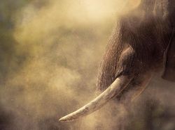 Karya Juara Kontes Foto Cagar Alam Bikin Terpana, Banyak dari Indonesia