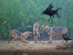 Karya Juara Kontes Foto Cagar Alam Bikin Terpana, Banyak dari Indonesia