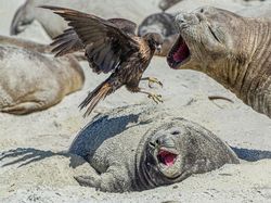 Karya Juara Kontes Foto Cagar Alam Bikin Terpana, Banyak dari Indonesia