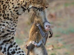 Karya Juara Kontes Foto Cagar Alam Bikin Terpana, Banyak dari Indonesia