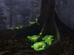 Karya Juara Kontes Foto Cagar Alam Bikin Terpana, Banyak dari Indonesia