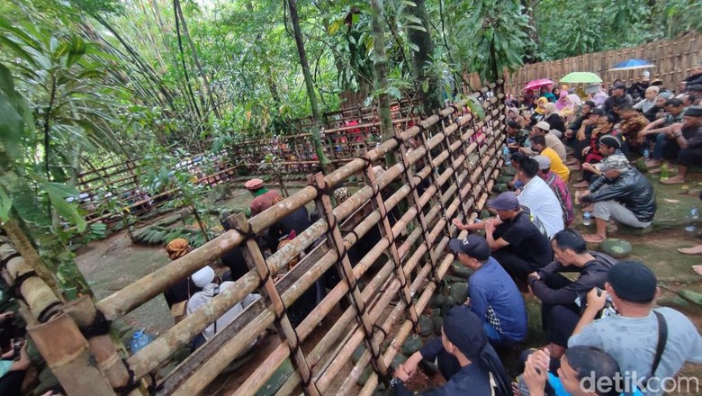 Tradisi Merlawu Ciamis Tradisi Merlawu Ciamis