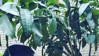 Di tengah kabar kasus KDRT yang menimpa Lesti Kejora, sosok sang ayah Endang Mulyana menarik perhatian publik. Foto: Instagram @ayah_kejora