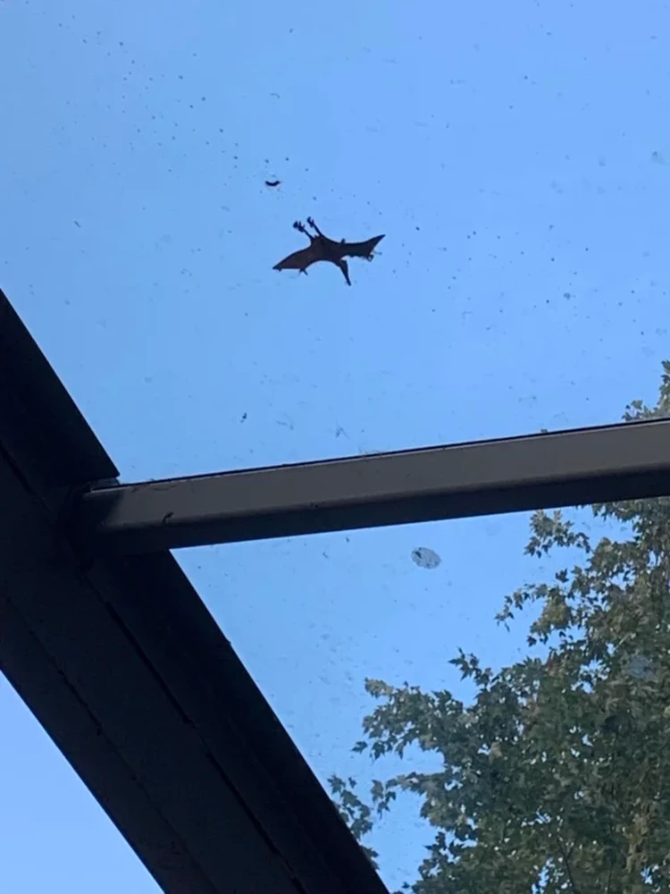 Foto mengecoh mata Foto mengecoh mata