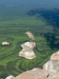 Foto mengecoh mata Foto mengecoh mata