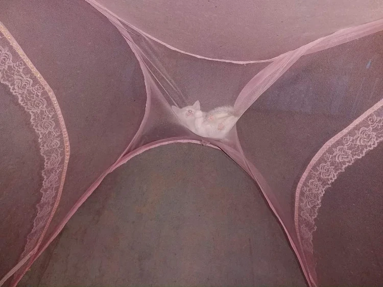 Foto mengecoh mata Foto mengecoh mata