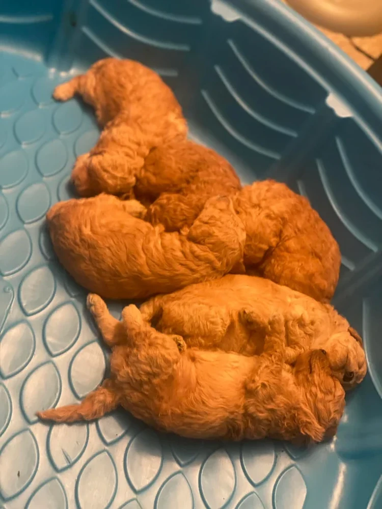 Foto mengecoh mata Foto mengecoh mata