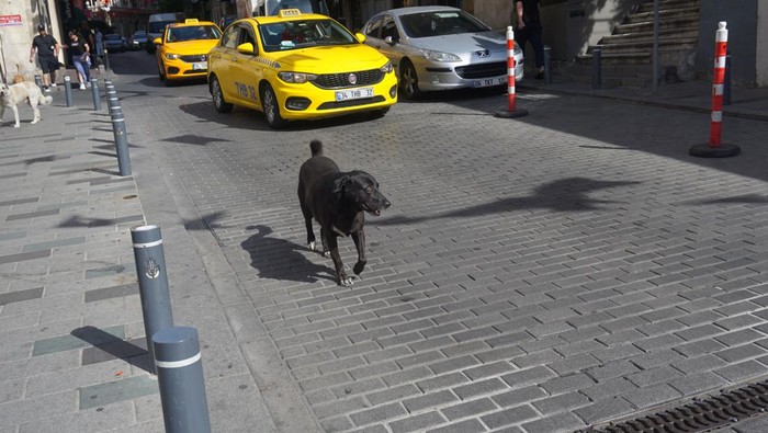 Anjing liar di Istanbul