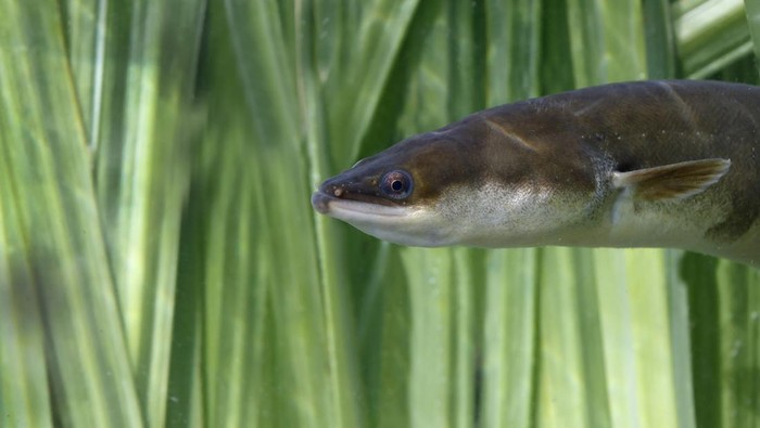 European Eel, Anguilla Anguilla, single head shot of fish in reeds. Warwickshire, August 2014