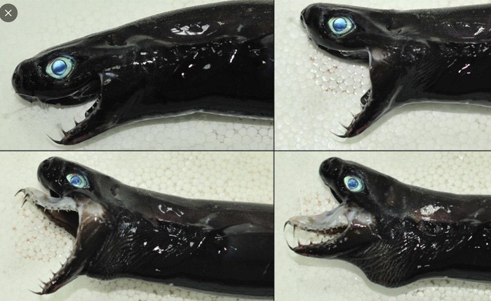 Dogfish viper