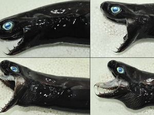 Ikan Ini Dianggap Menyeramkan dan Mirip Venom