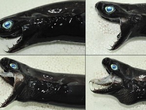 Ikan Ini Dianggap Menyeramkan dan Mirip Venom