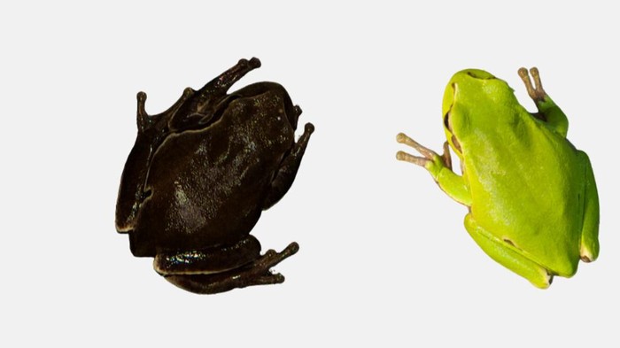 Katak hitam