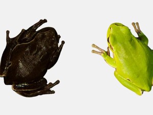 Katak Chernobyl Alami Evolusi Secara Cepat, Warna Kulit Tak Seperti Dulu