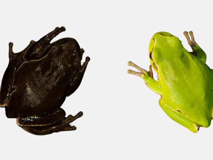 Katak hitam