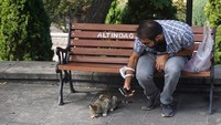 Di setiap penjuru kota Istanbul, traveler dapat dengan mudah berjumpa dengan kucing-kucing liar yang kondisinya sangat terawat. Warga Istanbul pun sangat menyukai mereka dan dengan senang hati memberi kucing-kucing ini makan. (Wahyu Setyo/detikTravel)