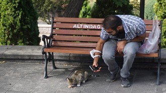 Cat Lover Merapat! Kota-kota Ini Surga Bagi Pecinta Kucing