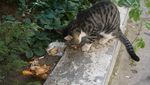 Foto: Kucing-kucing Gemoy dari Istanbul