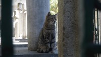 Bagi traveler pecinta kucing, liburan ke Istanbul Turki adalah sebuah pilihan yang menarik. Apalagi liburan ke sini tidak perlu visa lho traveler! (Wahyu Setyo/detikTravel)