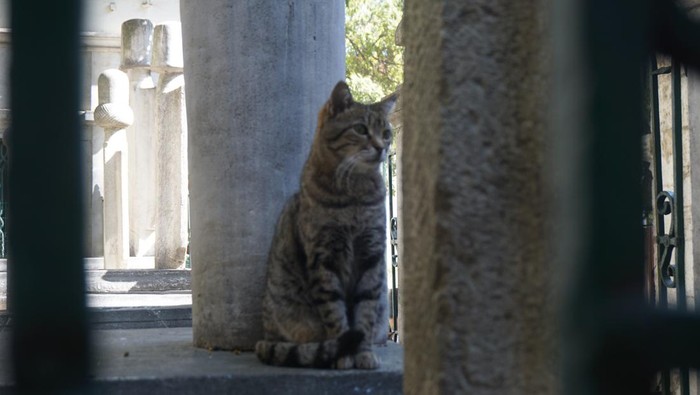 Kucing-kucing di Istanbul