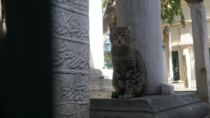 Kucing-kucing di Istanbul