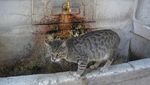Foto: Kucing-kucing Gemoy dari Istanbul