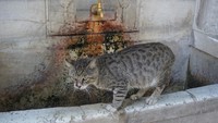 Untuk kebutuhan air, di Istanbul ada banyak keran air mancur seperti ini yang bisa dipakai minum kucing. Air ini juga aman diminum manusia. (Wahyu Setyo/detikTravel)