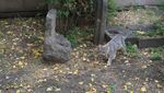 Foto: Kucing-kucing Gemoy dari Istanbul