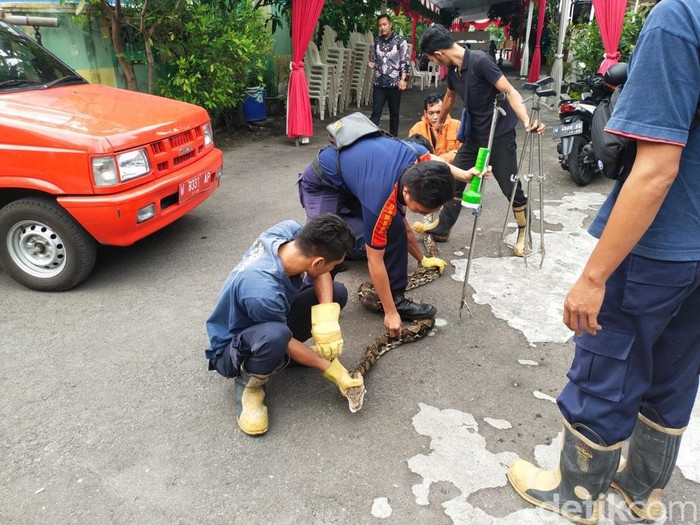 Petugas mengevakuasi ular sanca dari salah satu kandang ayam warga Gresik