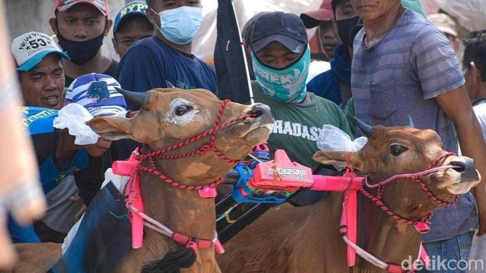 Salah satu pasangan sapi peserta Karapan Sapi Piala Presiden 2022