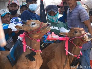 Uniknya Nama-nama Sapi Peserta Karapan Piala Presiden 2022 di Bangkalan