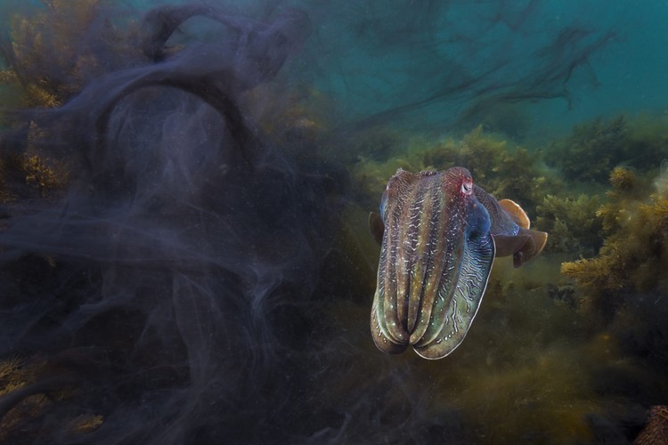 10 Jawara The Ocean Photographer of the Year 2022, Keren-keren Banget