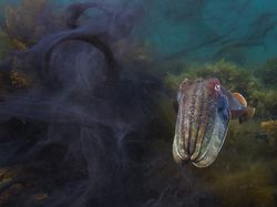 10 Foto Jawara The Ocean Photographer of the Year 2022, Keren Banget