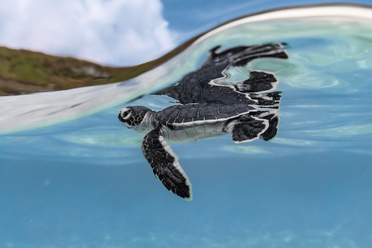 10 Jawara The Ocean Photographer of the Year 2022, Keren-keren Banget
