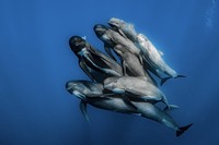 10 Jawara The Ocean Photographer of the Year 2022, Keren-keren Banget